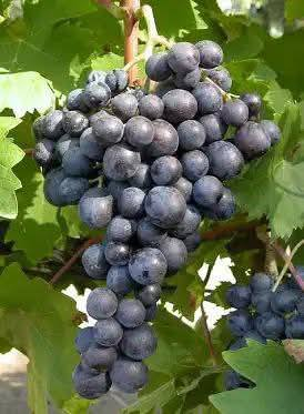 السلام عليكم متابعينا 🤍.
توفرت مجموعه جديده من شتلات العنب الزبيبي الاسود (الكشمشي)🍇🍇.
ارتفاع ٧٠ سم- متر تقريباً 
السعر ١٥ الف 🔥

🍇 العنب الأسود الزبيبي (Black Raisin Grape)
يُعد هذا النوع من العنب من الأصناف المميزة والمحبوبة بسبب لونه الأسود الداكن وحباته الممتلئة التي تتجمع بعناقيد جميلة وكبيرة. يتميز بطعم حلو غني بالسكر الطبيعي مما يجعله من أفضل أنواع العنب للأكل الطازج وكذلك لصناعة الزبيب.
🌿 مواصفات هذا النوع:
حباته دائرية متوسطة الحجم ولونها أسود مائل للبنفسجي.
طعمه حلو ومركز لذلك يحبه الكبار والأطفال.
يعطي عناقيد كبيرة وكثيفة مثل الظاهرة في الصورة.
يصلح للأكل الطازج أو تجفيفه ليصبح زبيب أسود طبيعي.
🍇 فوائده الغذائية: العنب الأسود غني بـ مضادات الأكسدة التي تساعد في حماية الجسم، كما يحتوي على فيتامين C وK ومعادن مفيدة. ويعتبر مصدر طاقة طبيعي لأنه يحتوي على سكريات طبيعية مفيدة للجسم.
🌱 معلومات عن زراعته:
يفضل المناخ المشمس لينضج بشكل جيد.
يحتاج إلى تربة جيدة التصريف وري معتدل.
يبدأ إنتاجه عادة في فصل الصيف بعد العناية والتقليم.
كلما تعرضت العناقيد للشمس أكثر تزداد حلاوة العنب ويغمق لونه.
✨ معلومة جميلة:
العنب الأسود الزبيبي من الأنواع التي تُستخدم كثيراً في صناعة الزبيب بسبب حلاوته العالية وقشرته المناسبة للتجفيف.
🍇 هذا النوع يجمع بين الشكل الجميل والطعم اللذيذ والفائدة الصحية لذلك يعتبر من الأنواع المطلوبة كثيراً في الأسواق وبين محبي العنب. 
📍 العنوان: بابل/ محاويل.
📍 متوفر توصيل لجميع محافظات العراق 🚗🚗 
📍 للحجز والاستفسار يرجى مراسله الصفحه او مراسلتنا على واتساب من خلال الرقم:
***********
