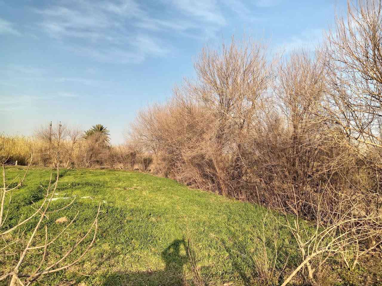 أشجار تكي عددهن 11 شجرة  للبيع
كما موضح بالصور إذا تنطي سعر زين اتصل ***********
