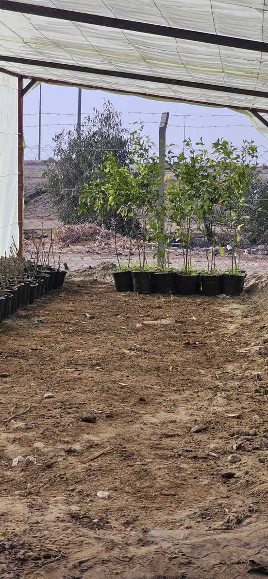 رارنج بسندان 
١٥٠٠ دينار عراقي 
تين بني مسلم 
كل ٣ في الف دينار
سدر تفاحي 
حجم حمال 
٦٠٠٠ دينار
سدر تفاحي ارتفاع متر وربع 
٥٠٠٠دينار عراقي 
اكاسيا مصري ارتفاع متر وربع 
٢٠٠٠ دينار 
رمان اندرفول  ٥٠٠ دينار 
جهنمي  ٢٥٠٠
تين خالد  ٢٠٠٠ دينار 

للحجز ***********
بابل السريع الدولي  كيش
