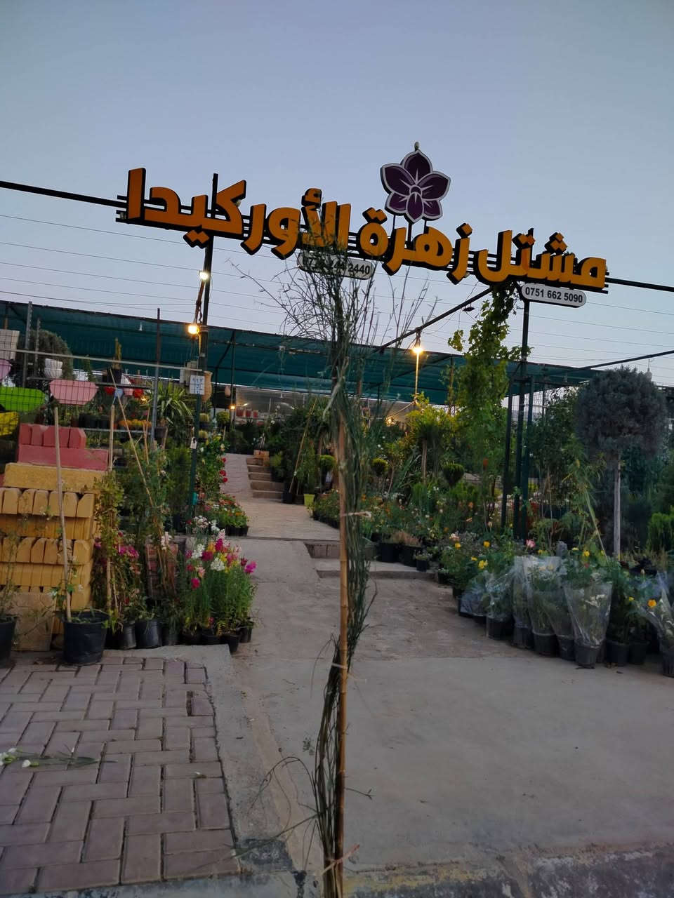 متوفر في (مشتل زهرة الأوركيدا) 
#نبات_زال_أو_الرتم_الأصفر_الشيح_العطري

الاسم العلمي: Spartium junceum L.
شجيرة متشعبة (كثيفة الأغصان) يبلغ ارتفاعها ما بين 1-2.5 متر ذات سيقان ملساء وتشبه شجيرة الرتم الأبيض. وهي من نباتات أحراج البحر المتوسط. و هي ذات ثمار خضراء اللون و يقل فيها عدد الأوراق في معظم شهور السنة وتكون أزهارها ذات لون أصفر فاقع. و ثمارها أيضا اسطوانية الشكل، و أزهارها فراشية ولها رائحة عطرية فواحة. و تتميز البتلة العليا بأنها كبيرة ومنتصبة (2.5-3 سم) والسفلية اسطوانية تنحدر نحو الأسفل. والرتم الأصفر أو الوزال ينمو بكثافة في التربة الغنية بالجير والصخور الكلسية الحورية الطرية.
فترة الإزهار: نيسان - حزيران

🌼 زورونا في مشتل زهره الأوركيدا 
...  زيارتكم تسرُنا   ...
موصل.حي الكرامه . مقابل دائرة الكهرباء


**إذا كنت صاحب هذا الإعلان وتريد حذفه لأي سبب، رجاءا أرسل رسالة إلى الدعم الفني**