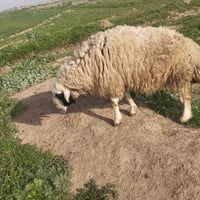 نعجه للبيع السعر خاص او اتصال 07776636811