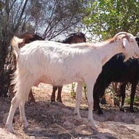 عنز • أول بطن • سمينه