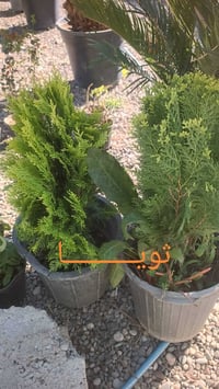 مسواك جديد • مشتل الحلبي • الزاب