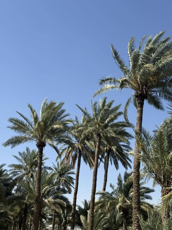 متوفر دونم واحد 1 طابو زراعي سند 25 بسم شخص واحد  /حله الوردية منطقه البونافع
ماء سقي 
ماء اساله 
ماء بير 
يحتوي على عدد من النخيل 
ومسيج بي ارسي
كافة الخدمات متوفرة. 
يبعد عن الشارع 400م
للاستفسار ‭0783 863 5978‬
