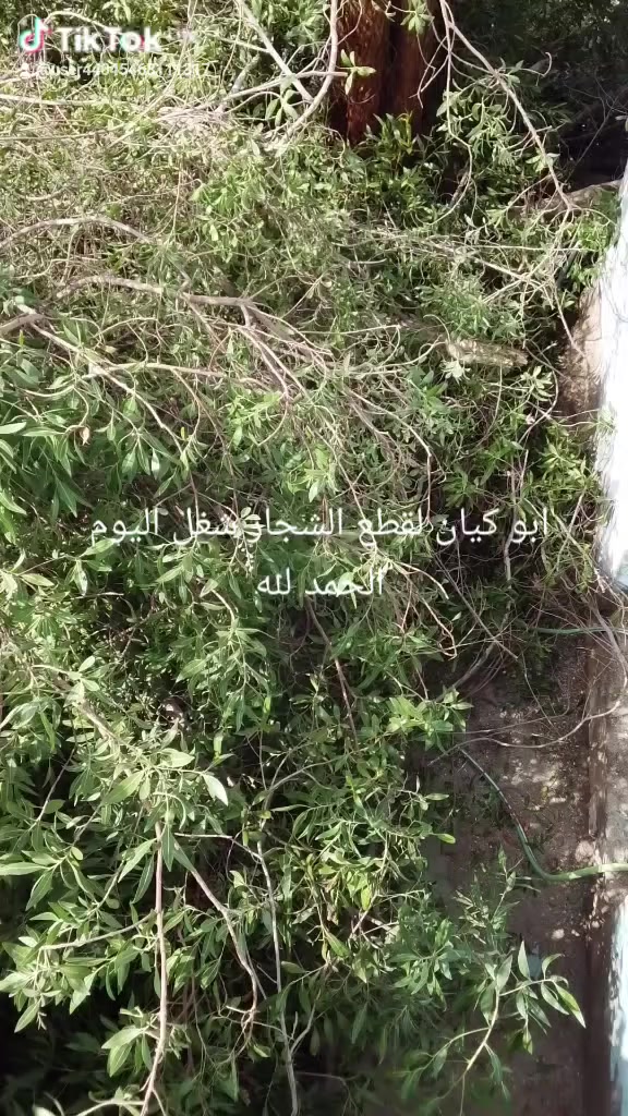 يا الله السلام عليكم مستعدون لتقطيع جميع الأشجار الصغيرة والكبيرة شجر الكابرس شجر الكالبتوز شجر الأثل ***********  *********** كل الشجر
