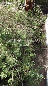 تقطيع أشجار • شجر كبير وصغير • كابرس كالبتوز أثل