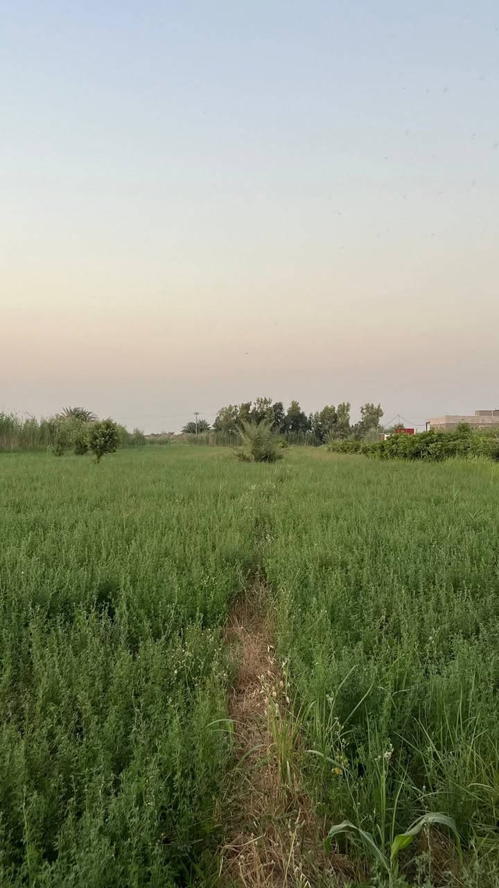 سلام عليكم مزرعه للبيع طابو سند 25 
ديوانية ،دغاره 
مساحت المزرعه 12 دونم ونص 
خدمات كامله ماء+تبلط+ كهرباء ثري فيز المزرعه مقابيل الشط 
واجهيت المزرعه 103 متر 
المزرعه على طريق زوار الامام الحسين 
يمكن بناء محلات ول ستفاده من واجهيت المزرعه لان على شارع 
محتويت المزرعه بيت مبني ب 2021
عدد العرف 3 وحده من لغرف سويت 
مساحت لغرف 4×6
صاله طولها 9 متر وعرضها 4 ونص 
ستقبل ومطبخ مساحتهن 4×6
مزرعه عنب وتين لشجار مثمره عدد لكلي من 400 الى 450 سجره بين عنب وتين 
ومزروعه نخيل جديد الوان هم يتراوح بين 20 الى 25 نخله وبيها نخل زاهيد عدد 30
وبيها نبك مطعم هم منتج عددهن 13

رقم صاحب المزرعة 
***********
