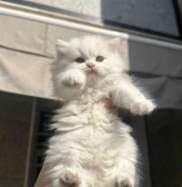 كتن العمر شهرين للبيع الوحدة ب 60 واذا اربعتهم ب 200 مع التوصيل داخل ب...