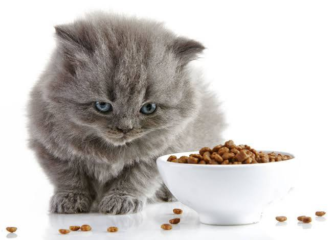 متوفر في قضاء عنه
دراي فود مياو مكس للقطط الصغيره
دراي فود طبي للقطط الحامل
دراي فود خاص بالقطط المعقومه
دراي فود نورمال مكس دجاج وسلمون
مياو مكس (Meow Mix) الأصلي: تركيبة شاملة للقطط البالغة تحتوي على مزيج من الدجاج، الديك الرومي، والسلمون لتوفير طاقة ونشاط.
يدعم صحة الجهاز الهضمي
الكيلو ب(٥-٦) الاف
يتوفر توصيل داخل القضاء وجميع المحافظات الجميله🫀


**إذا كنت صاحب هذا الإعلان وتريد حذفه لأي سبب، رجاءا أرسل رسالة إلى الدعم الفني**