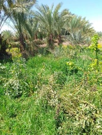 يا الله للبيع أرض زراعيه طابو زراعي مساحتها دونم ونص تقع على جدول الكف...