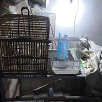 ئەم دوقەفەسە بۆ فرۆشتن  شتێکی جوانن 07701995516