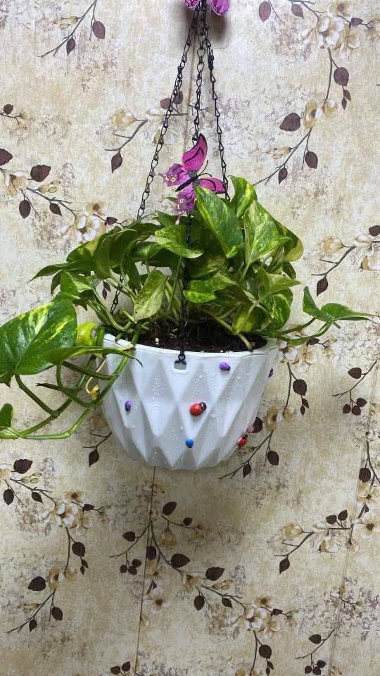 🪴🎉🎊سندانه سقي الذاتي ضد لكسر🎉🎊
💐 مع زنجيل حديد قوي جدا💐
🎉🎊٢ با ٥ الف🎊💐
🌹سقي ذاتي قطعتين القطعه الخارجية تعمل كخزان للماء والقطعه الداخلية تكون فيها تربة موصل بخيط قطني لترطيب التربة الفترة طويله🌹
لحجز على خاص 
***********
#توصيل #كل #محافظات
