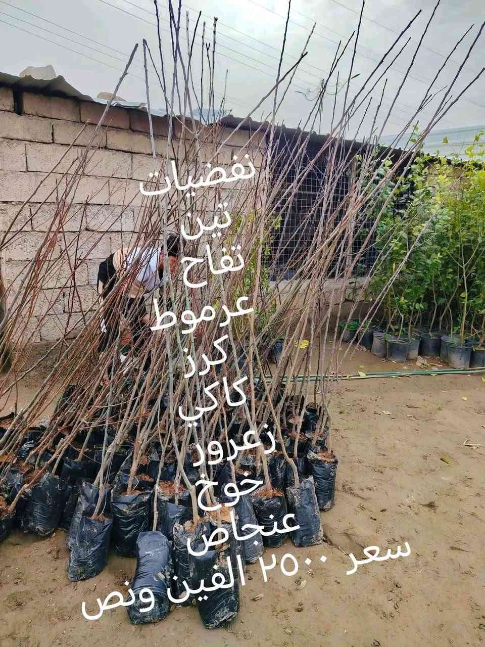 السلام عليكم ورحمة الله وبركاته
  لتواصل والاستفسار خاص او ارقم  الهاتف وتساب( ***********) واتساب (***********))) جديد وأسعار مناسبة جدآ
تم وصول ألاشجار التركية والايطالية والايرانيه  نفضية وأشجار دائمة متوفرة جميع الأشجار  والورود 
 موقع المشتل الشرقاط الساحل الأيسر الهيجل قرية المشهد
يوجد توصيل داخل الشرقاط
