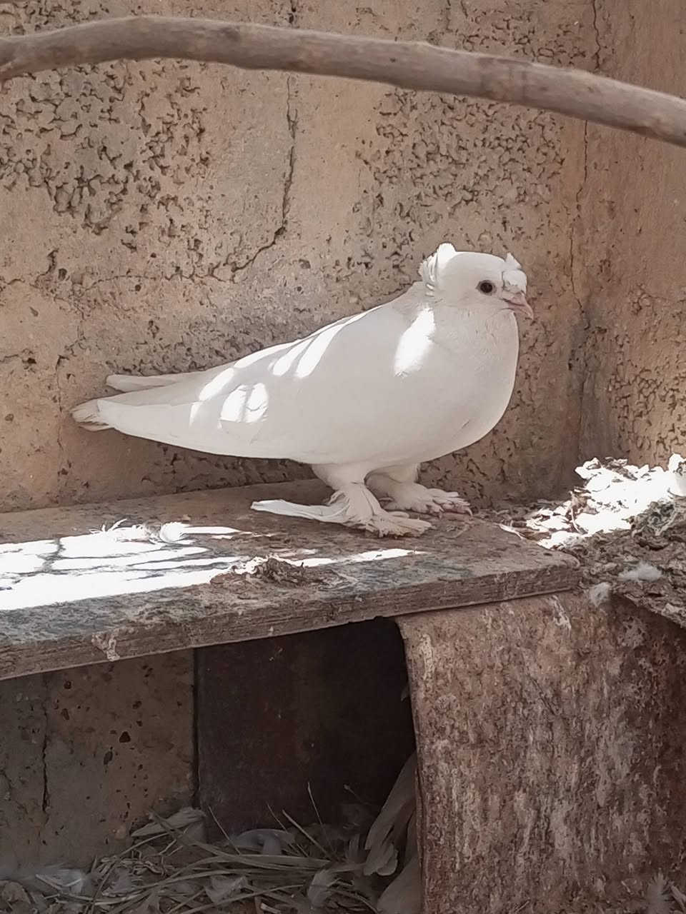 زوج حمام للبيع ب15الف


**إذا كنت صاحب هذا الإعلان وتريد حذفه لأي سبب، رجاءا أرسل رسالة إلى الدعم الفني**