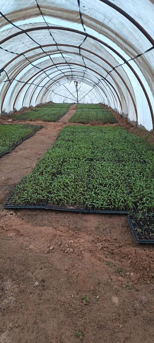 سلام عليكم  يتوفر دايات طماطه
مايكوري /والمايه،/والكلوز
*********** التواصل  
***********
