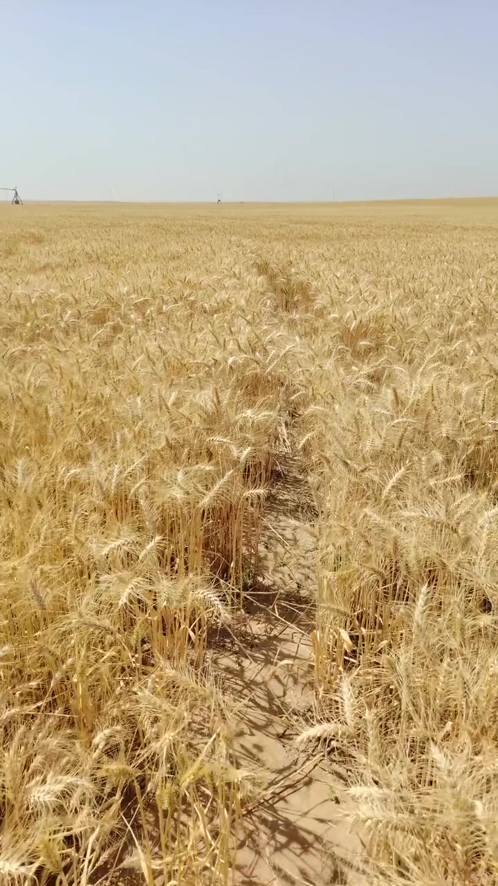 احجز بذور الحنطة من الآن.. محصول واعد ونظافة استثنائية من قلب الحقل! 🌱🌾
​تحية طيبة لكل مزارع ومحب للأرض،
لكل من يبحث عن بذور حنطة نقيّة وإنتاجية عالية للموسم القادم، نعلن عن فتح باب الحجز لبذار حنطة (وفية/بنت الكيس) الممتازة.
​المحصول حالياً في الأرض، والحصاد بإذن الله خلال اليومين القادمين. الصور المرفقة هي صور حية ومباشرة من الحقل لتشاهدوا جودة ونظافة السنابل بأنفسكم.
للشراء او الجز الاتصال على الرقم ***********
