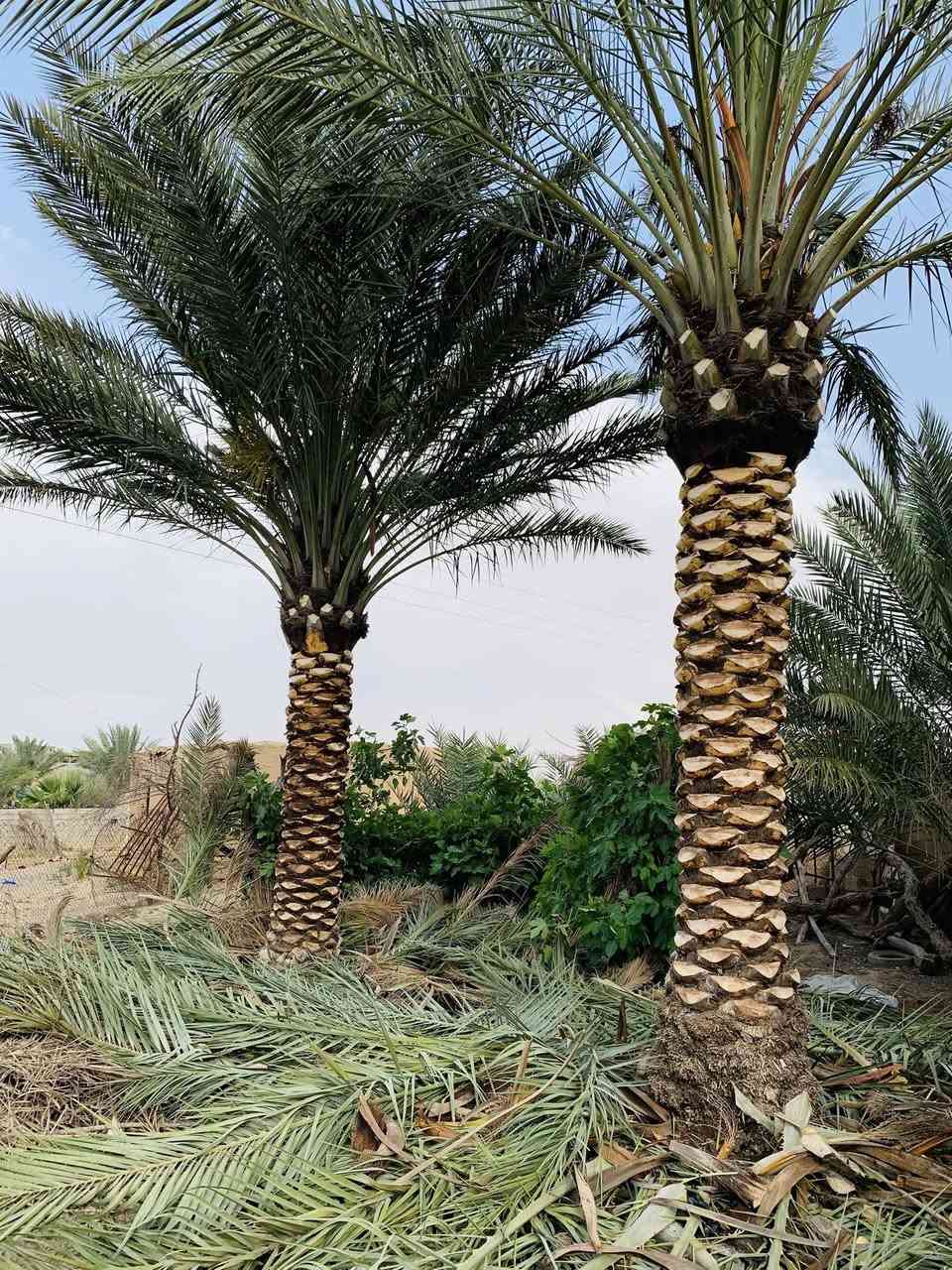 قبل وبعد عملية التنظيف 👌
تكريب قلع فسائل تحويل نخل كامل اي خدمة تخص النخيل جاهزين 
للأتصال ***********
