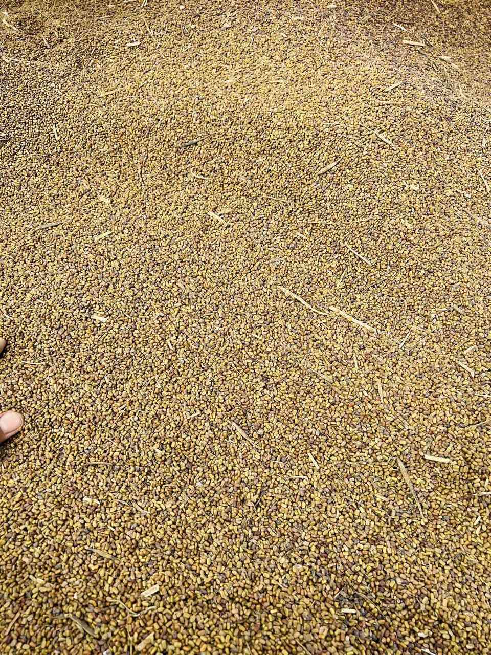 السلام عليكم
بذور سيسبان نضيف درجه اولى 
للبيع  (حصاد السنه )
العنوان الكوت 
هـ .***********
