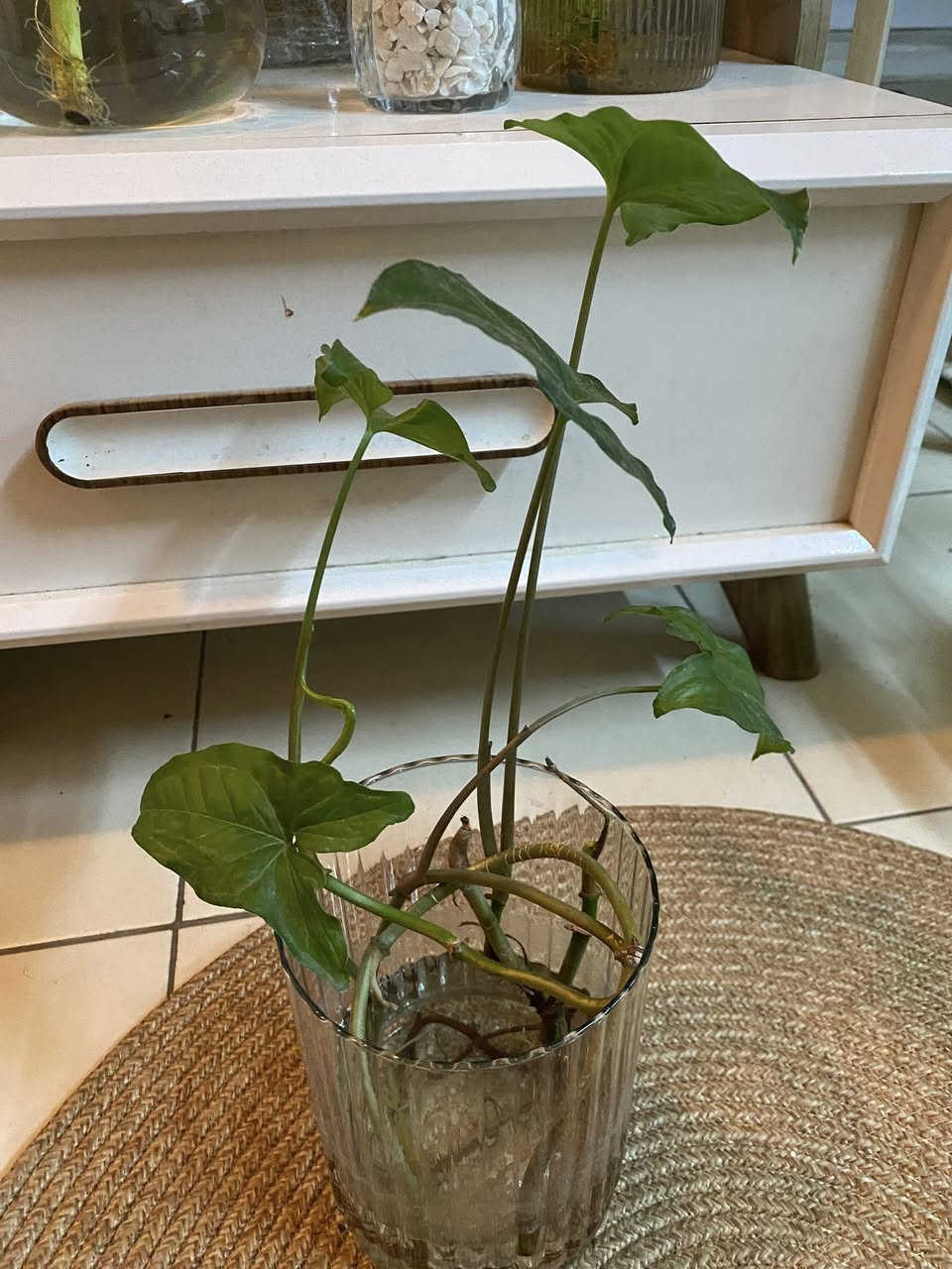 نباتات مائيه 🌿🪴🍀لعشاق الزراعه المائيه للطلب والاستفسار المراسله على الخاص


**إذا كنت صاحب هذا الإعلان وتريد حذفه لأي سبب، رجاءا أرسل رسالة إلى الدعم الفني**