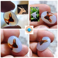 نوادر العقيق اليماني المصور الطبيعي الحر مصور سمكه ومصور راس غزال سبحا...