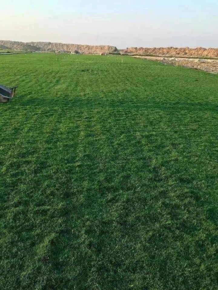 ***********خدمت توصيل لجميع المحافظات ويوجد كادر لتجهيز الحدائق لطلب ولستفتار التصال على الرقم أو مراسلت الصفحه *********** واتساب
