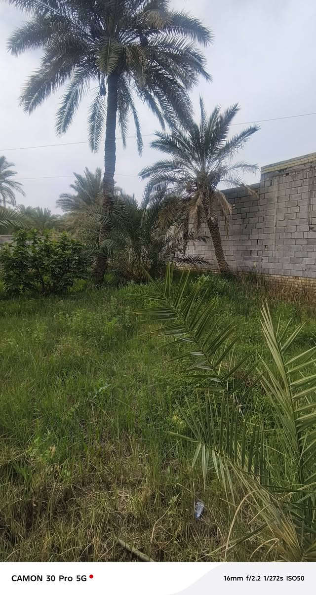 يالله
السلام عليكم قطع 200م عل شارع سديناويه 
قريبه عل تبليط مال شارع سديناويه 
 قطع كلش حلوه ومرت
وجه مسيج  بنص  السكل
باقي التفاصيل  
***********
