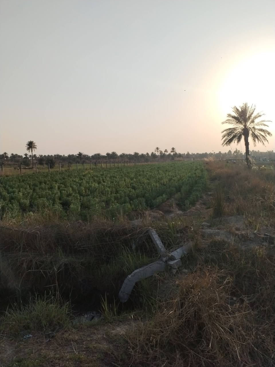 ارض زراعيه مساحه ٢دونم و٦٥٠متر كاع روعه تسقي سيحا موقع ممتاز كافه الخدمات طويريج حي العسكري تبعد عن الحولي ٦٠٠متر السعر ٢٣٥ مليون تفاصيل على الخاص مكتب حيدر للعقار ***********
