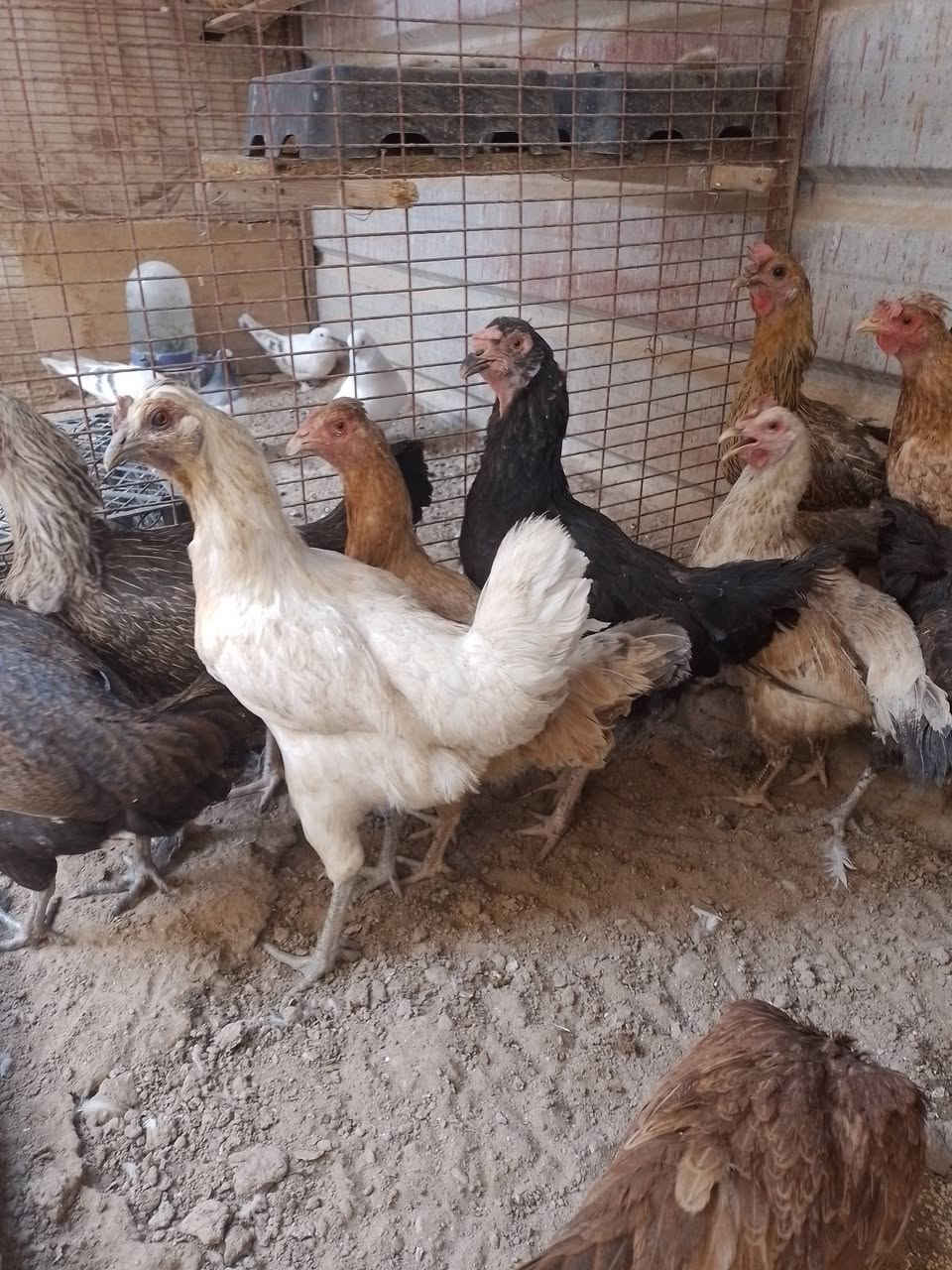 للبيع دجاج عرب بياض العدد ١٢ دجاجه ## سعر الزوج  ٢٣ ألف## شرط ناصحات # تكريت القلدسيه  ***********  مع تحياتي للجميع
