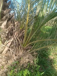 فسائل نخيل شويثي • مع القلع • قريه خفاجه