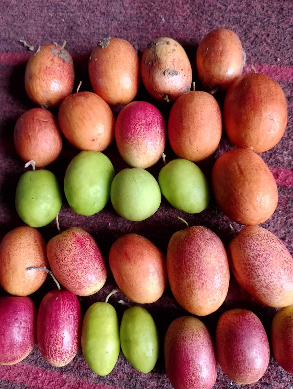 مستعدون للتطعيم السدر (النبك) واكو انواع اخرى………………    الانواع: 1-تفاحي
2-كشميري
3-عرموطي 
4-زيتوني
5-باكستاني
اتصل على الرقم👇.او عل خاص
              ***********
