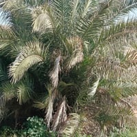 عامل تنضيف النخيل اي واحد عنده نخل بس يتصل ودال 07803364251