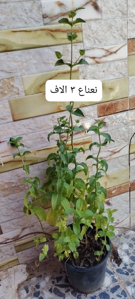 يوجد توصيل داخل النجف ٣ الاف للاحياء القريبه ٤ الاف للقريات للحجز واتساب***********
