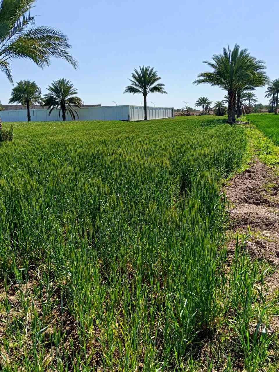 دونم للبيع قريب على مستشفى ابو غريب وغريب على المدارس ما كهرباء للاستفسار اكثر اتصل على الرقم ***********)***********
