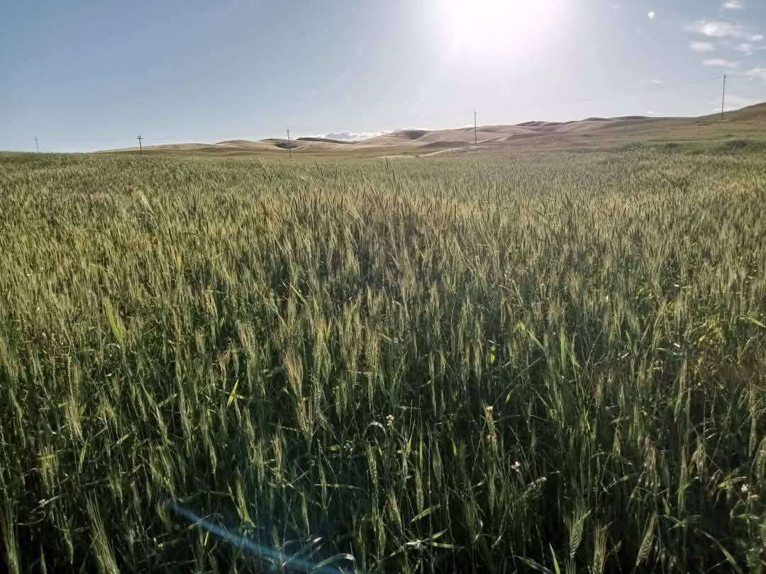 🌲13دۆنم   نیوە زەوی زۆر جوان  بۆ فرۆشتن نرخ یەک دۆنم  #______13__وەرقەومعاملا
🌲 لەسمود گوندی دێبنە نزیکی ماڵە کان تاپۆی شێخ 
🌲نزیکی کارەبایە چواردەوری ڕێگایە ڕوکن 
🌲زەوی زۆر شازە بۆ باخە بۆ فلاحت 
🌲هەرزان ترین دۆنمە لە دێبنە 
🌲بۆفرۆشتن ماڵی دۆستە  بۆ زانیاری زیاترژم ***********
