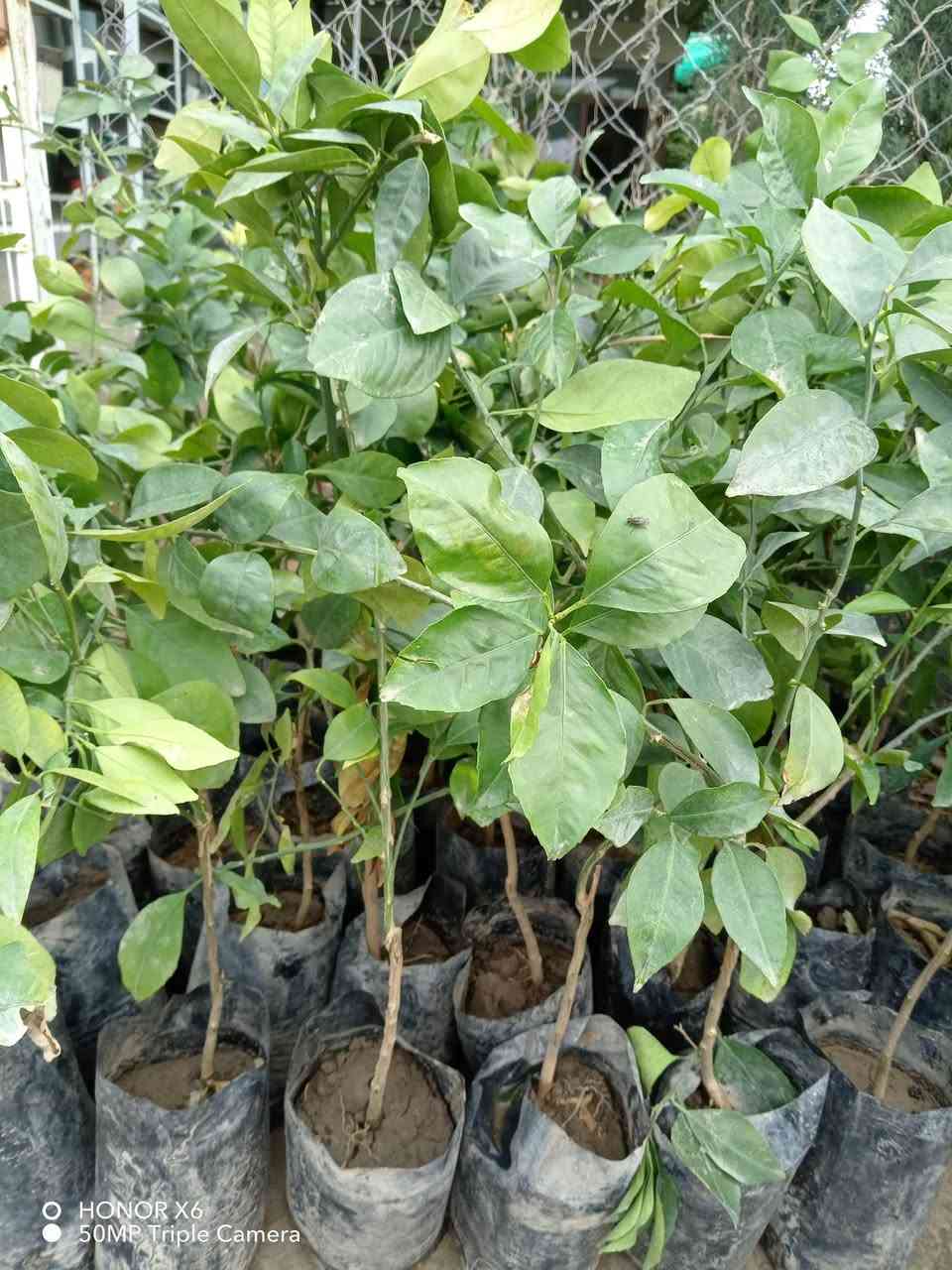 شتلات برتقال وليمون عراقي ولالنكي سعر ١٠٠٠ دينار  عنوان شارع علوة مخضر قريب دائرة نفوس الاتصال ٧ ٠٧٧٠١٠٠٧١٧؛؛ *********** ***********
