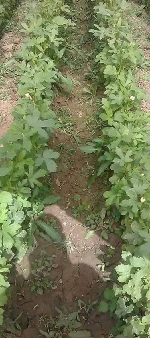 توجد لدينا بذور باميه فرنسيه الاربعينيه الاصليه بنت القوطيه جيل اول لون فاتح للثمر تتحمل درجات الحراره الكافيه للإستفسار ***********العنوان واسط
