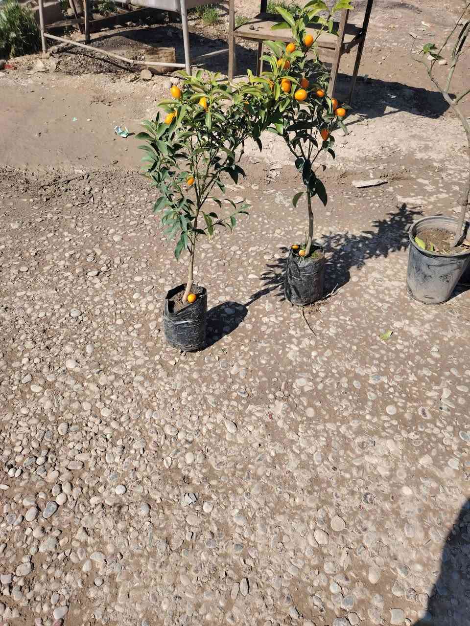 شجره برتقال
شجر برتقال صيني
شجره ليمون
***********

