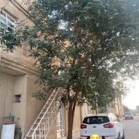 حي النصر ١٤ • ٩٠م • طابو صرف