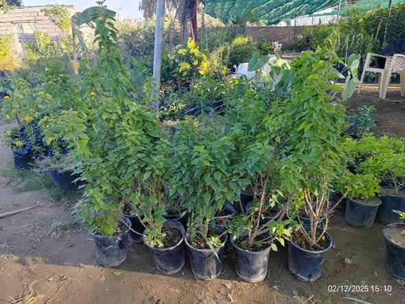 شجرة الجهنمية القَـزَمة الشجيرية – ديكور حدائق رائع بسعر 5000 فقط! 🌿

هل تريد نبتة قوية، مزهرة، وتضيف جمال فوري لحديقتك أو مدخل البيت؟
الجهنمية القزمة الشجيرية خيارك المثالي!

✨ المميزات:

🌸 إزهار غزير وطويل يستمر أغلب أشهر السنة.

🌿 نمو شجيري قَصير مناسب للأحواض، مداخل البيوت، والحدائق الصغيرة.

☀️ عاشقة للشمس وتتحمل الحرارة العالية جدًا.

💧 قليلة المتطلبات: لا تحتاج سقي كثير وتعيش بسهولة.

🎨 ألوان اصفر جميل و تضيف لمسة زينة مميزة.

💪 نبتة قوية وسريعة التكيف مع أجواء العراق.

💵 السعر: فقط 5000 دينار

للتواصل (*********** /***********)

 موقع المشتل ( الحساوية مجاور ملعب الشعب)

وقت العمل العصر فقط من الساعة 3 الى اذان المغرب
بأدارة محمد عماد 
📍
