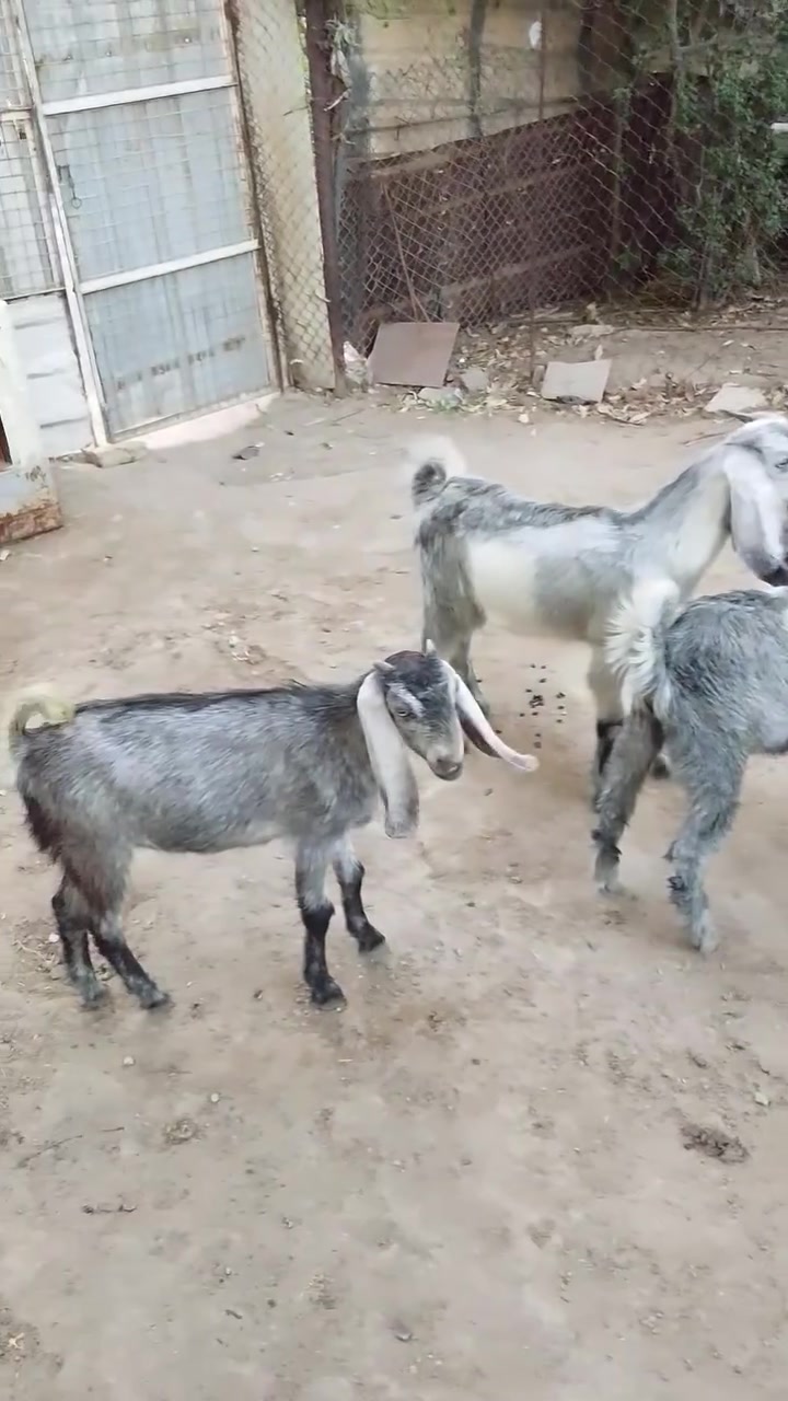 شاميات العدد 3 
زوج فحل ونثيه 
العمر خمسه اشهر 
كلهن توم 
بغداد 
***********

