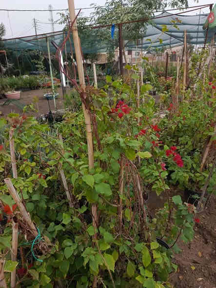 #ياعلي 
وصلت وجبه جديده من النباتات والأشجار الدائميه
توصيل متوفر لجميع مناطق المسيب 🛵
للحجز والاستفسار مراسله الصفحه او الاتصال على الرقم التالي:
***********☎️
