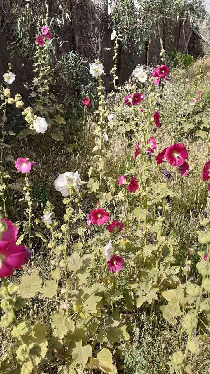 الختمة
نبات مزهر من  مناسب للحدائق المنزلية  و الحدائق العامة 
يصل ارتفاعه إلى أكثر من متر و نصف 
يزهر في الربيع و الصيف 
يتكاثر بالبذور 
يزرع في الربيع و الخريف 
تتوفر بذوره بسعر الفين دينار للمغلف
بابل إسكندرية يتوفر توصيل لكل المحافظات ان شاء الله


**إذا كنت صاحب هذا الإعلان وتريد حذفه لأي سبب، رجاءا أرسل رسالة إلى الدعم الفني**