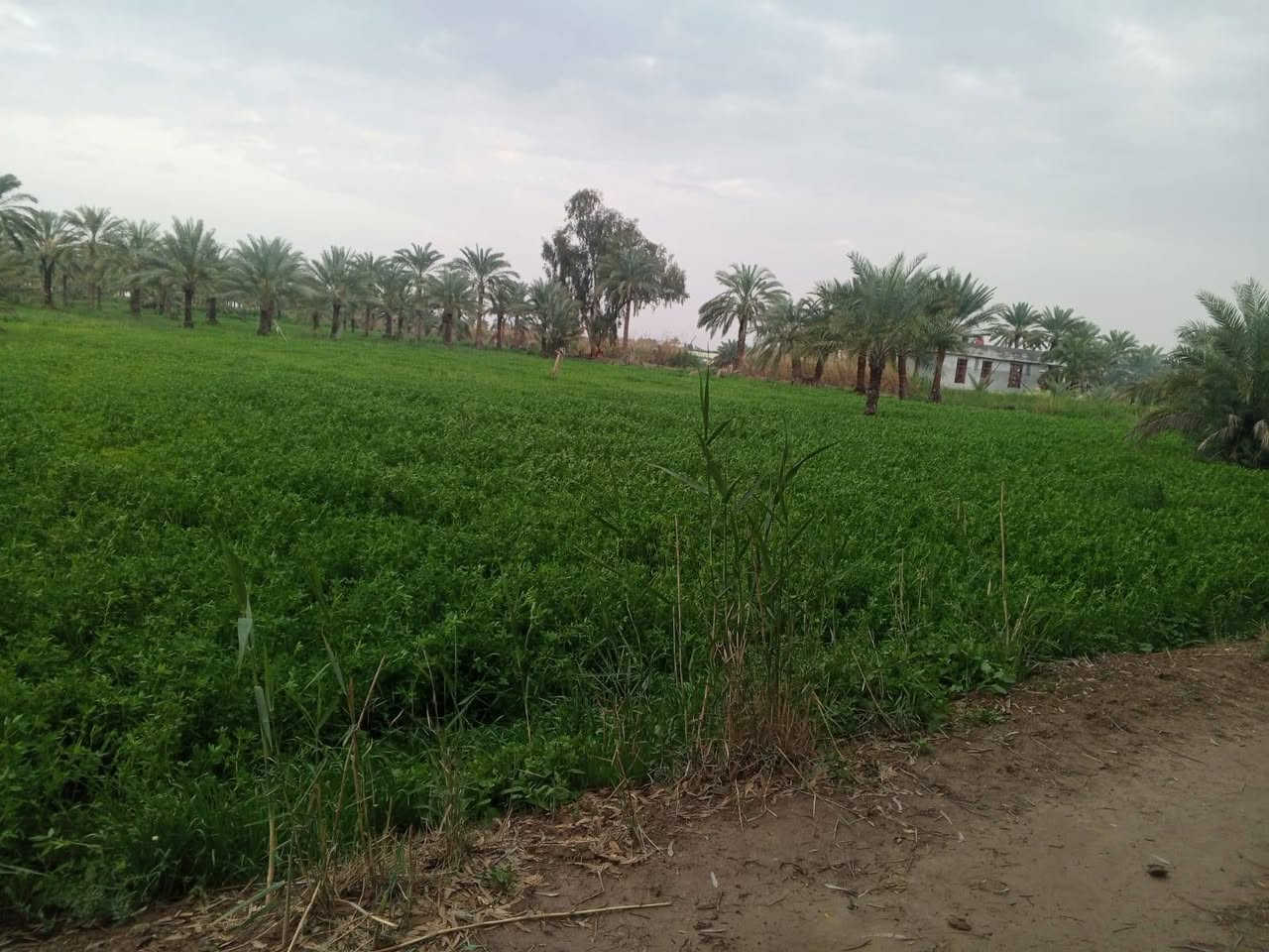 السلام عليكم عروض
يوجد شاطيات على ضفاف نهر دجله متوفر فيها خدمات دوانم
يوجد دوانم زراعي تجارية وسكنيه
من واحد دونم إلى ١٠٠٠ دونم الأسعار من ٥ مليون فما فوق
بساتين من دونم فما فوق سكنيه وسياحة
كافه الخدمات ماء وكهرباء وماء سقي
يوجد بستان نسيجي أرقى انواع التمور
ويوجد قطعه استثمار الاتصال على الرقم *********** والله ولي التوفيق
