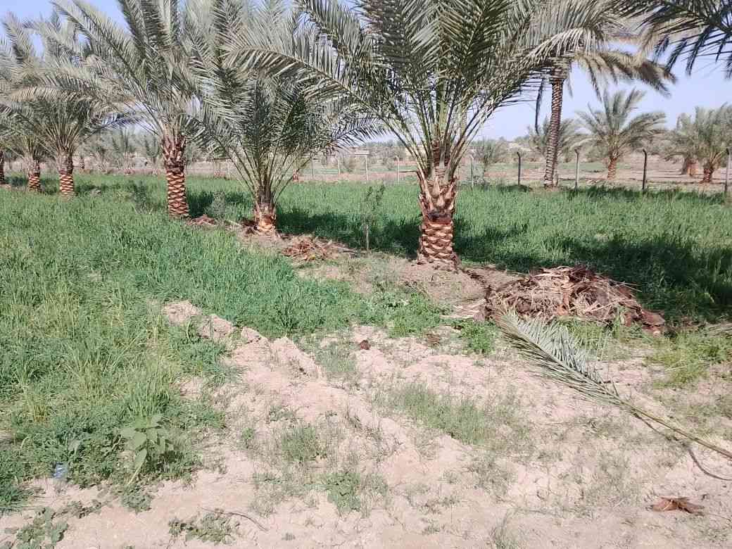 السلام عليكم يوجد لدينا 4دونم للبيع طابو زراعي سند 25 المكان بابل شارع الامام بكر عليه السلام قرب مقام نبي الله ابراهيم الخليل ع بل ضبط على شارع خدمات موجوده مامتواجد عل انتر نت الاستفسار تصال ***********
