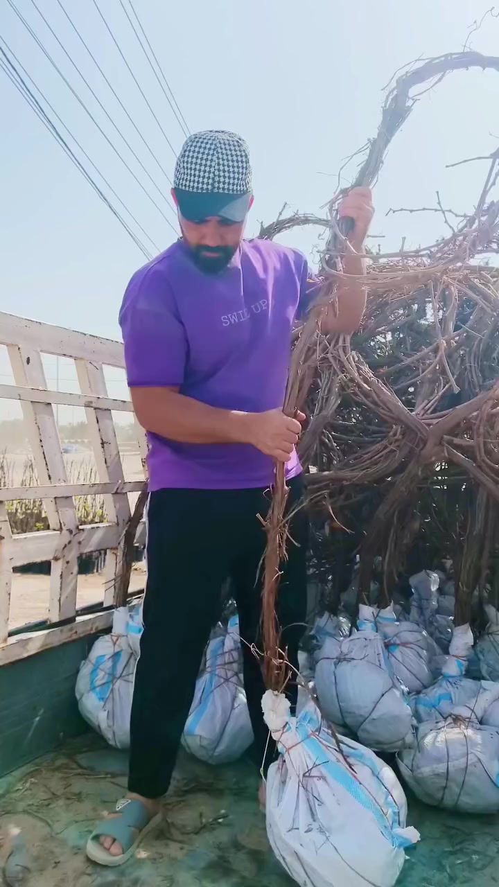 الهم صلي على محمد وال محمد 
العنب الدرجه الاولى وبأنسب الاسعار في مشتل شهاب الزراعي موجود جمله ومفرد الأصحاب المشاتل توجد خدمة توصيل لجميع المحافظات عنوان المشتل الحله طريق حله هاشميه مقابل شركه الرنا العالميه. حلواني. فرنسي. شده تركيه. كمالي. رئاسي أو الزيتوني. 
استفسار+ واتساب ***********
