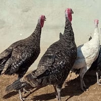 موصل جانب ايمن • عربة • شرط اصلي