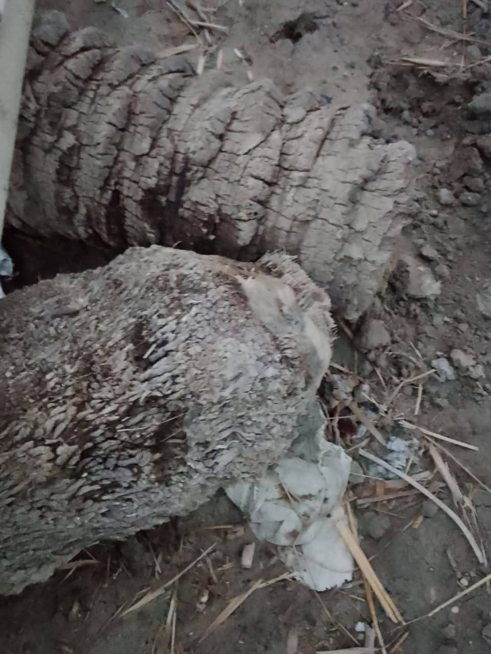 السلام عليكم جذوع نخل
تفيد لشوي الدجاج والاسماك
مكاني البصره كرمة علي
***********
