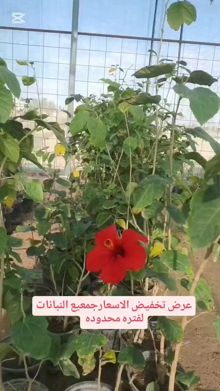 يا الله الهم صلِّ على محمد وآل محمد 
عرض خاص لفتره محدوده على جميع النباتات الداخليه ولخارجيه يبدأ العرض من 3/9الا3/15مكان المشتل #قضاءالهوير قرب محطه تعبه وقود لؤلؤه السيف المشيده 
رقم المشتل ***********شرفونا وحياكم الله
