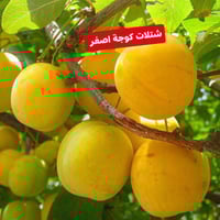 مشتل الكريعات • الجغيفي الثانية • شتلات فواكه