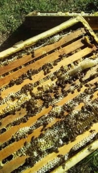 نحل للبيع • عشر اطارات • مقابل منشآه نصر